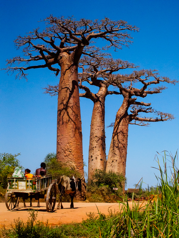 Baobab dans la fôret de Kirindy