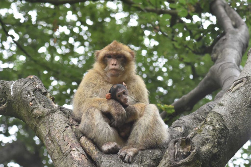 Montagne des singes