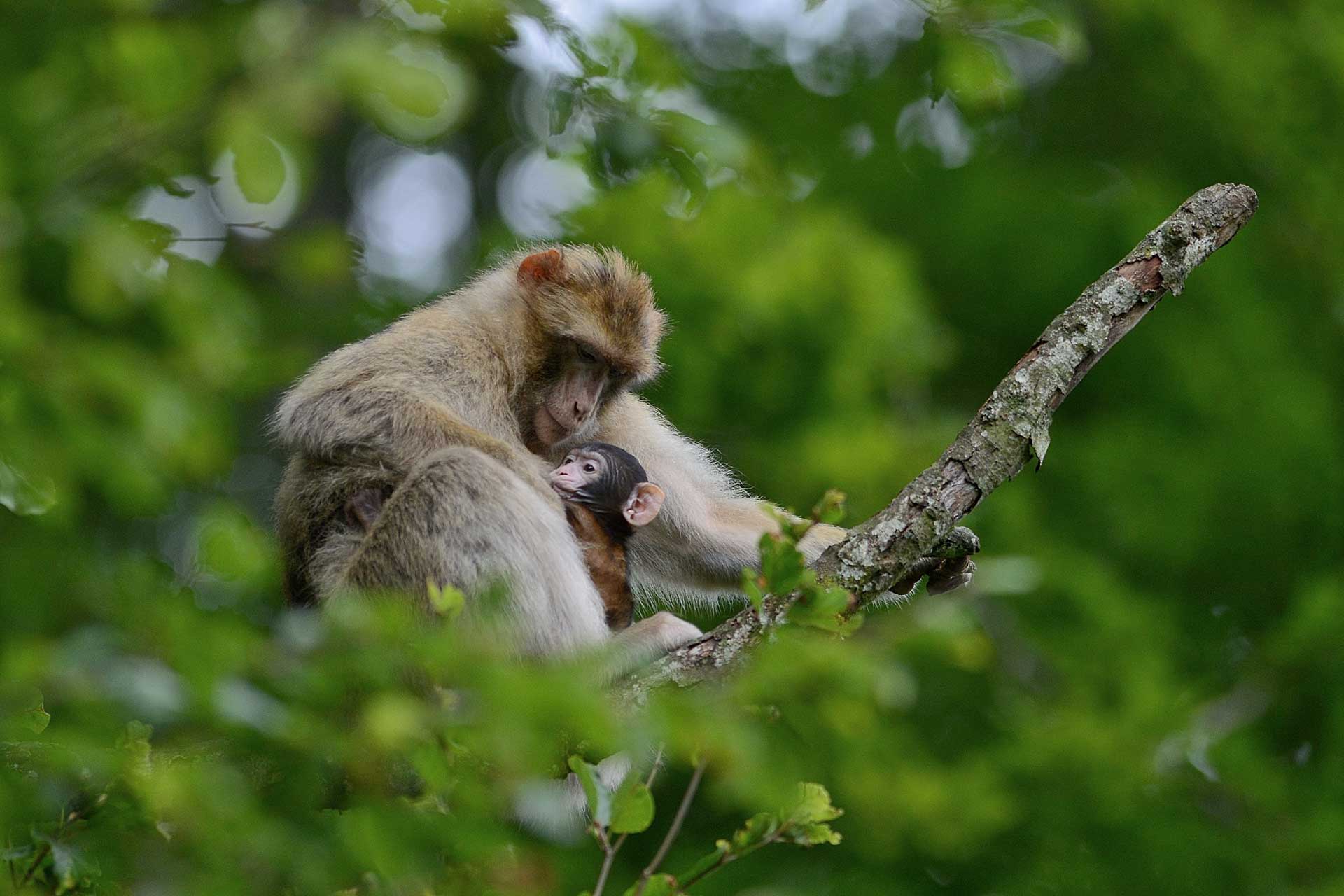 Montagne des singes