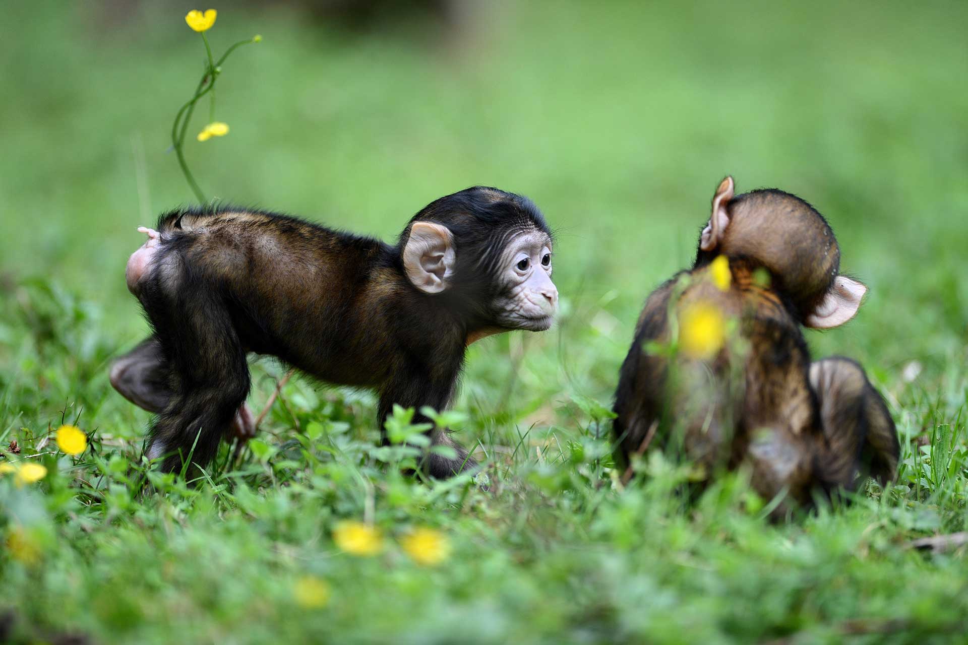 Montagne des singes