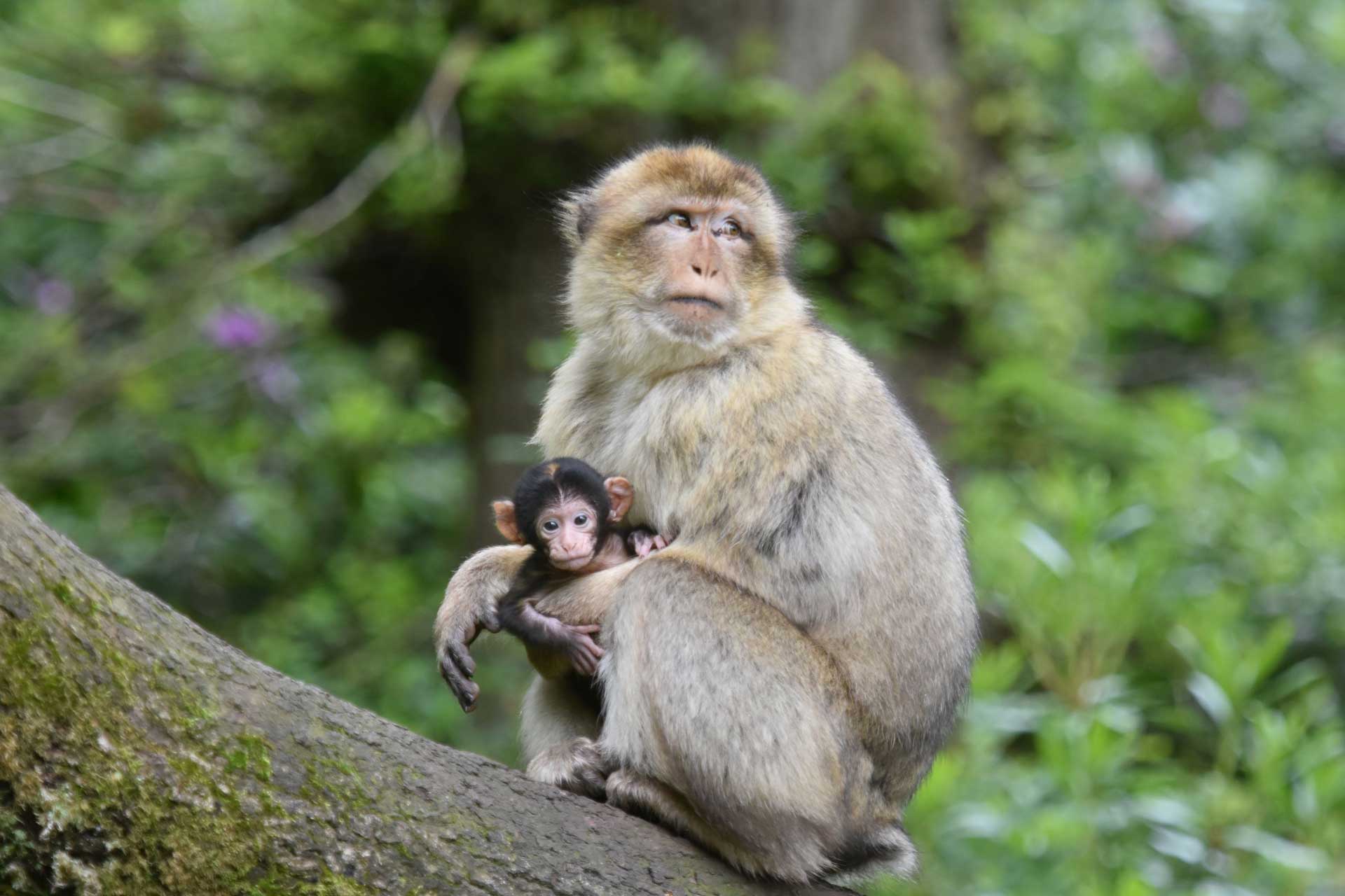 Montagne des singes