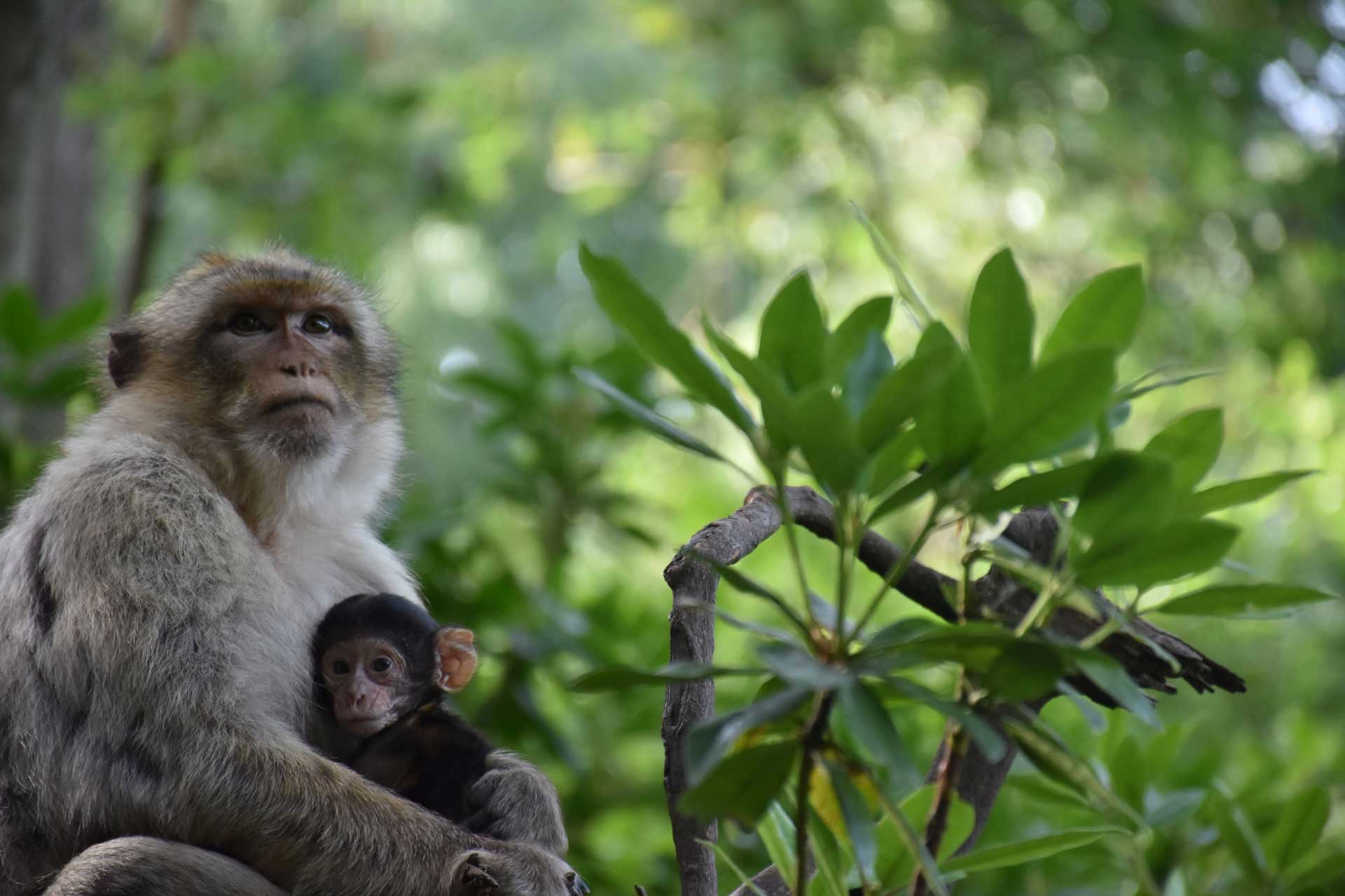 Montagne des singes