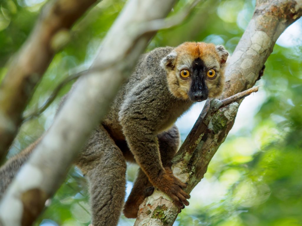 Eulemur rufifrons, Redfronted lemur