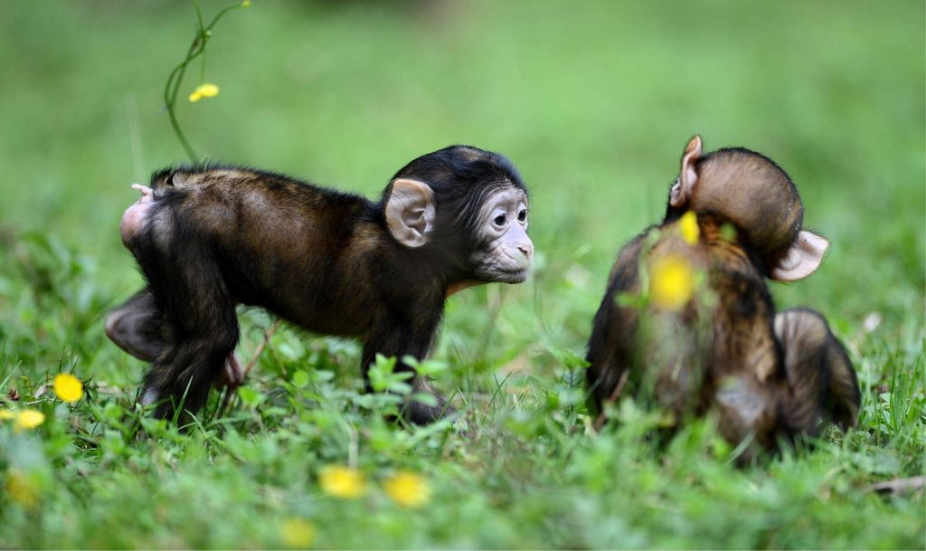 bébés singes