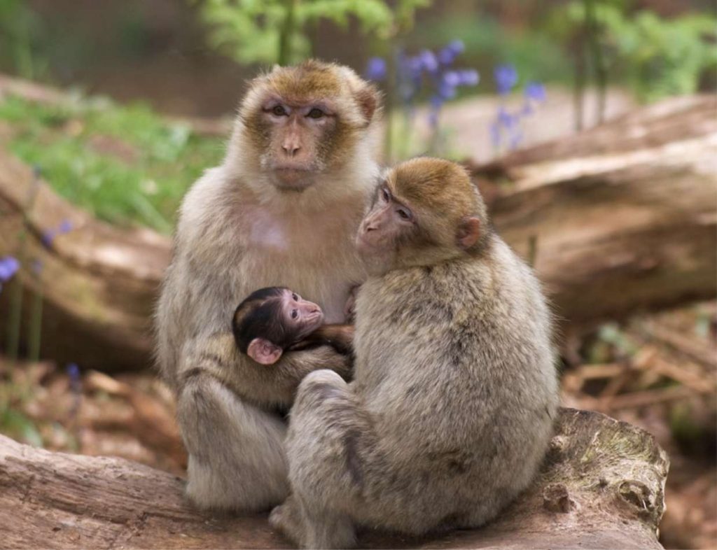 famille de singes