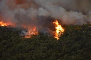 Incendie dévastateur de la forêt de Bouhachem