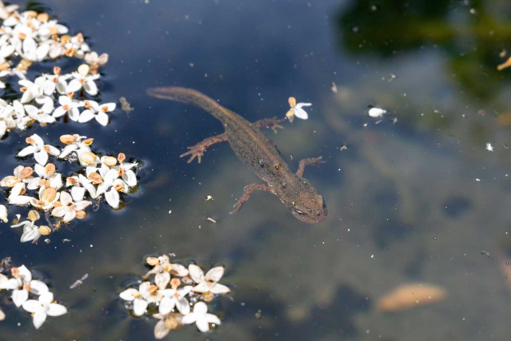 Mare aux tritons