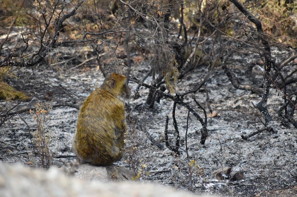 Singe dans un incendie