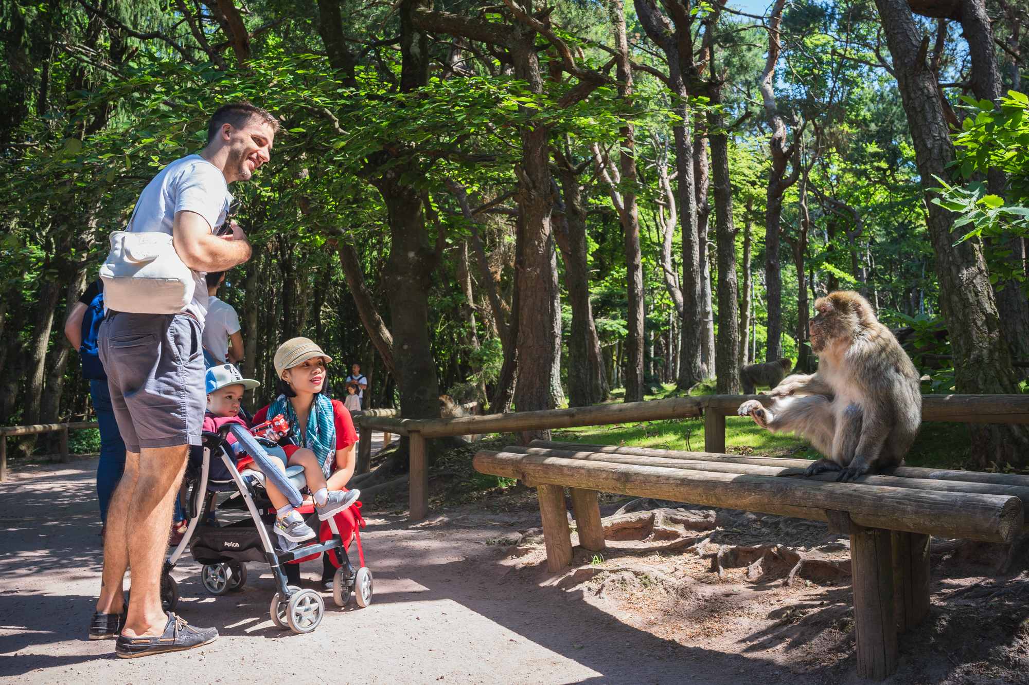 Père, famille, poussette proche singe sur un banc