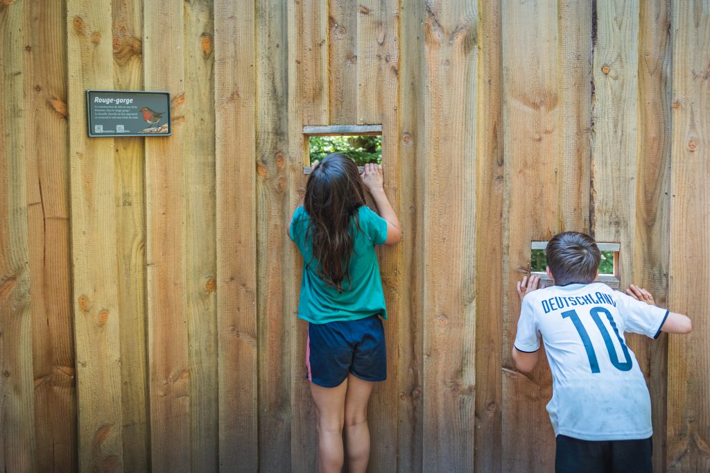 Mur d'observation d'oiseaux