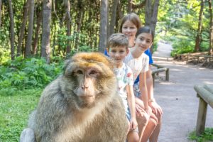 La Montagne des Singes réouvre ses portes le 29 mars 2025 !
