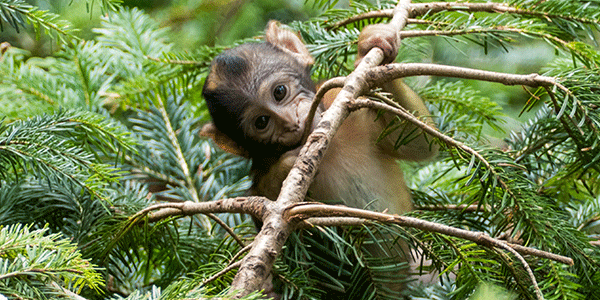 Bébé singe de Barbarie accroché à une branche à la Montagne des Singes en Alsace