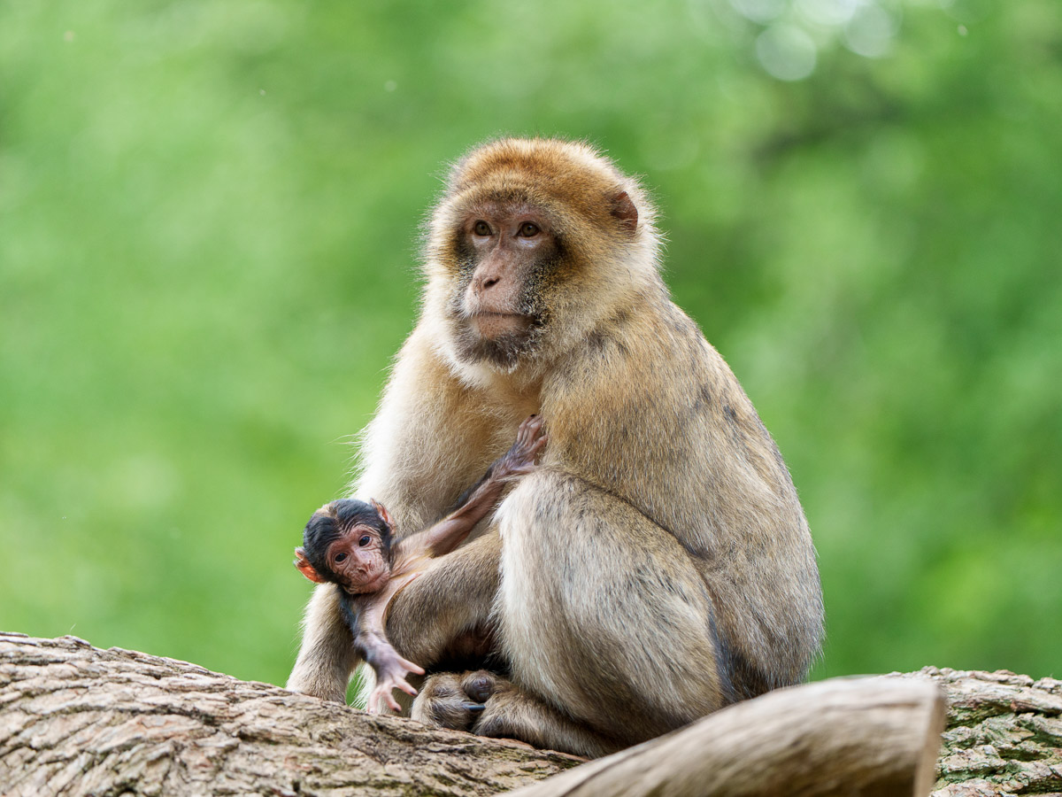 bébé singes avec sa maman macaque de Barbarie à la Montagne des Singes