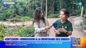 🐒 À la découverte de la Montagne des Singes avec BFM Alsace – Série en 4 épisodes