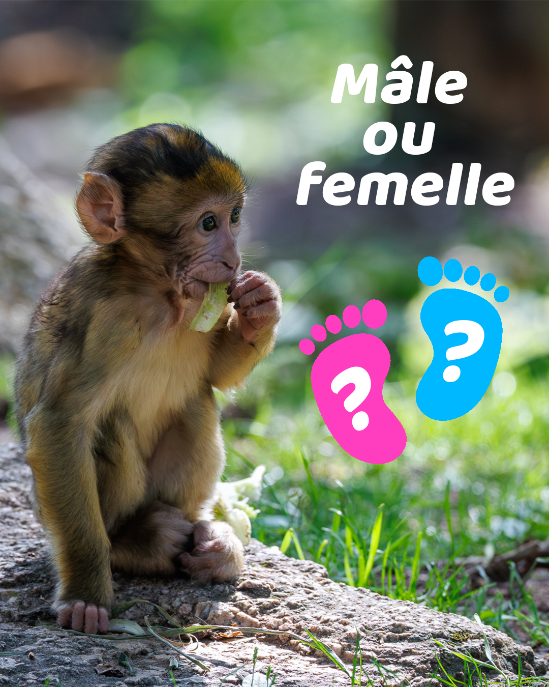 Mâle ou femelle