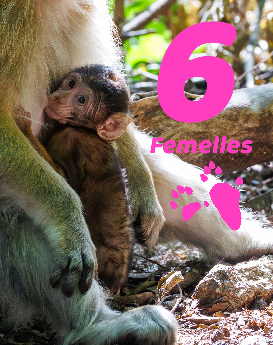 Bébés femelles