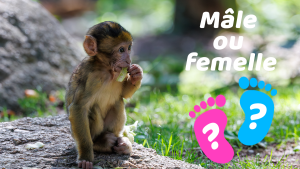 Une saison pleine de vie à la Montagne des Singes