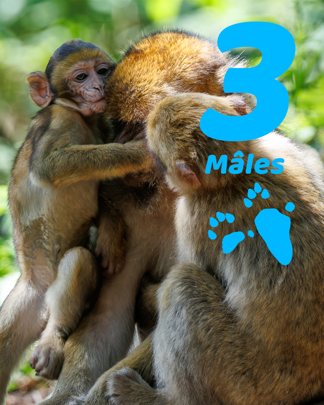 Bébés mâles