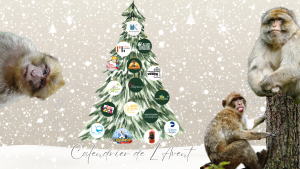 Calendrier de l’Avent