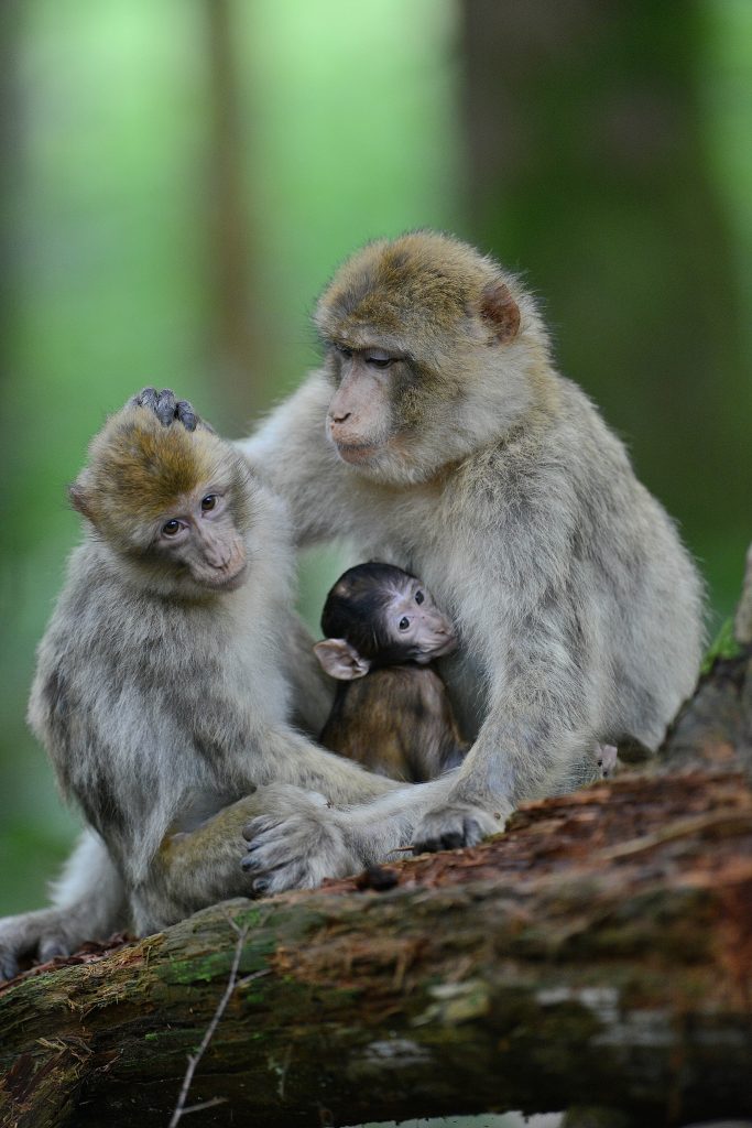 Multiniveaux 🇫🇷