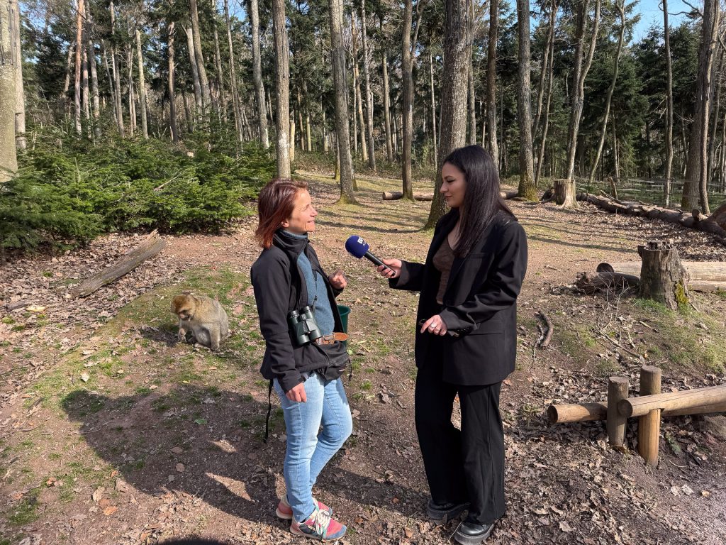 La Montagne des Singes à l’honneur sur BFM Alsace