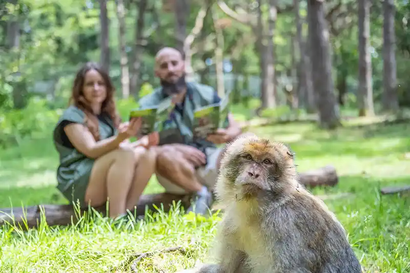 Petit déjeuner avec les singes