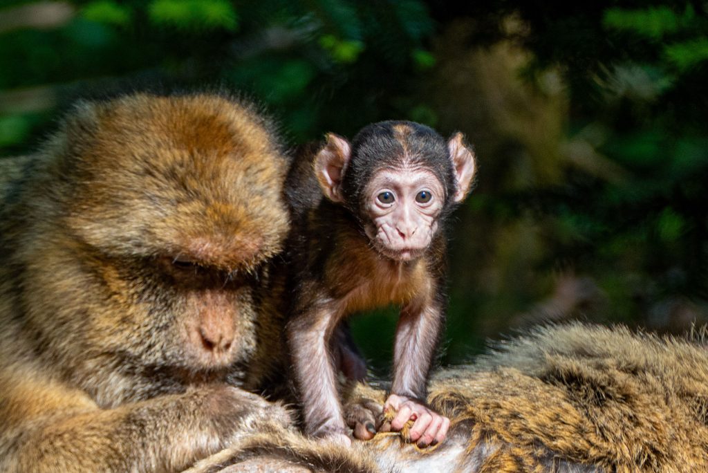 12 bébés Magots sont nés à la Montagne des Singes : découvrez la nouvelle génération ! ⭐