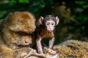 12 Berberaffen-Babys im Affenberg Kintzheim geboren – Entdecken Sie die neue Generation!